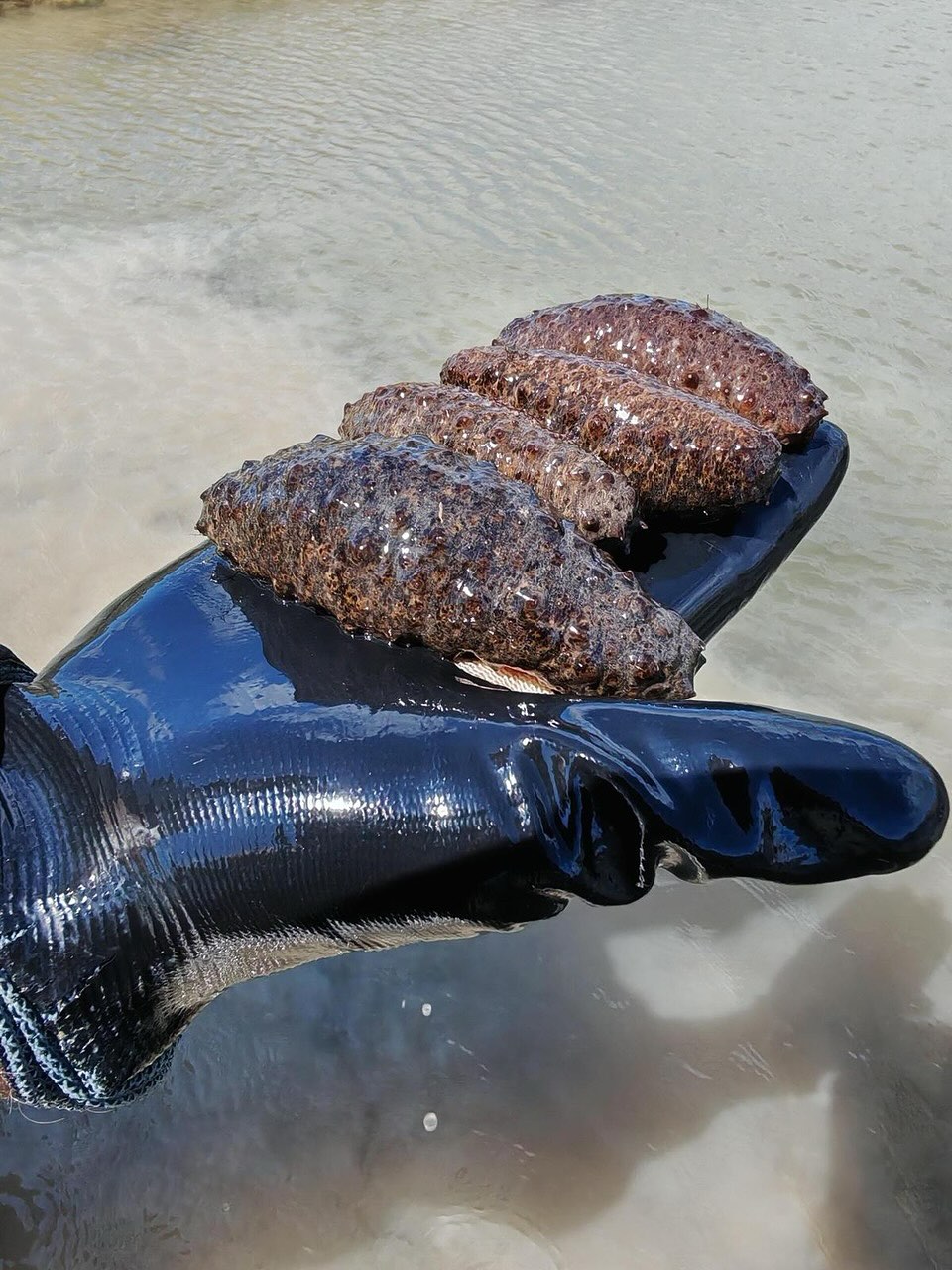 Vers une aquaculture plus durable : le concombre de mer entre en scène